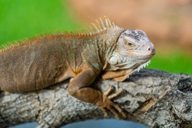 Kertenkele, hayvan, bulanık geçmişi olan yeşil kertenkele.