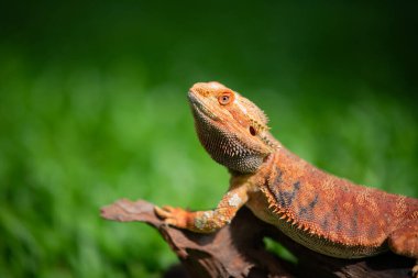 Sakallı ejderha bulanık sırtlı