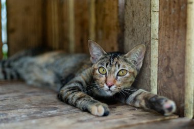 cat sleep on the ground, lovely anima