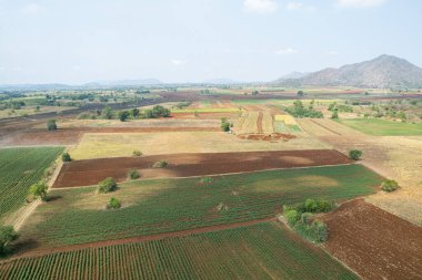 Pirinç tarlasının uçan insansız hava aracından gelen hava görüntüsü çevre yeşil desenli arka plan, üst görüş alanı ric