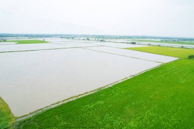 Pirinç tarlasının uçan insansız hava aracından gelen hava görüntüsü çevre yeşil desenli arka plan, üst görüş alanı ric