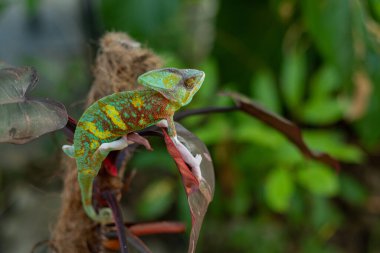 chameleon with blur background, predato