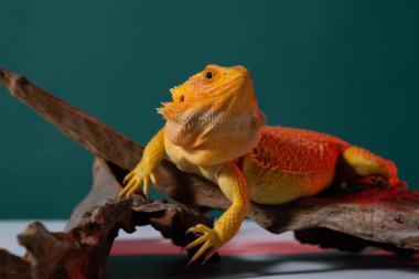 Sakallı ejderha rengarenk