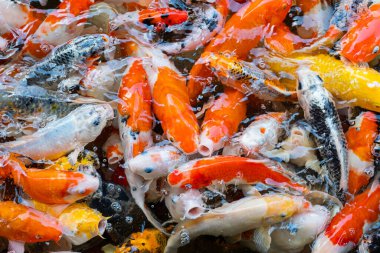 sazan balığı havuzu arka planı, renkli arka plan, süslü araba.