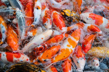 sazan balığı havuzu arka planı, renkli arka plan, süslü araba.