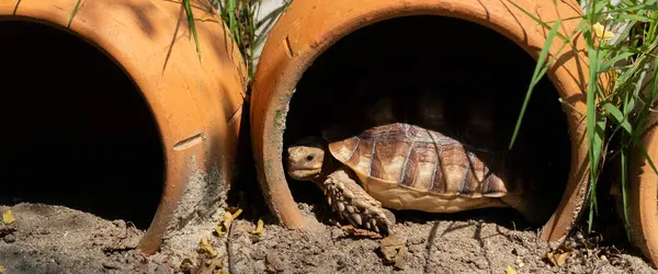 Sucata Schildkröte Auf Der Erdnuss lizenzfreie Stockfotos