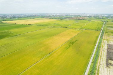 Pirinç tarlasının uçan insansız hava aracından gelen hava görüntüsü çevre yeşil desenli arka plan, üst görüş alanı ric