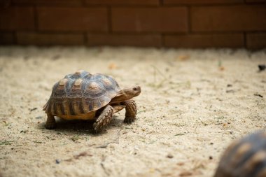Sucata kaplumbağası.