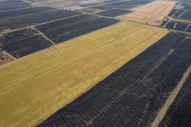 Pirinç tarlasının uçan insansız hava aracından gelen hava görüntüsü çevre yeşil desenli arka plan, üst görüş alanı ric