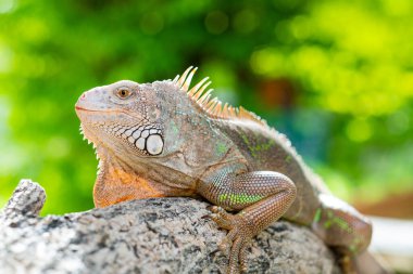 Kertenkele, hayvan, bulanık geçmişi olan yeşil kertenkele.