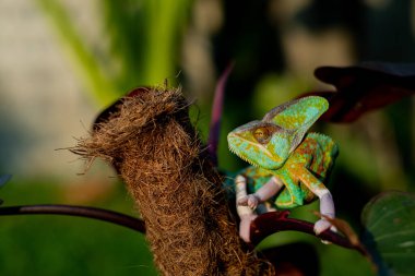 bukalemun bulanık arkaplanlı, predato