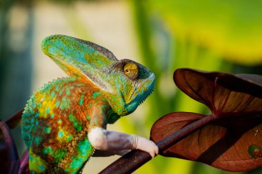 chameleon with blur background, predato clipart