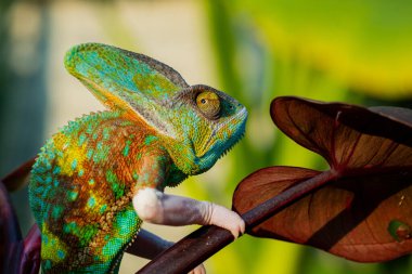 chameleon with blur background, predato clipart