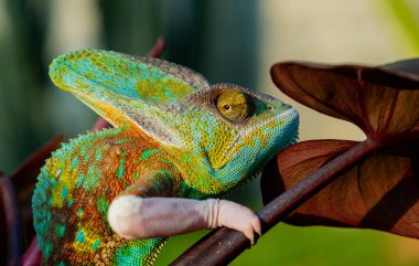 chameleon with blur background, predato