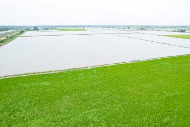 Pirinç tarlasının uçan insansız hava aracından gelen hava görüntüsü çevre yeşil desenli arka plan, üst görüş alanı ric