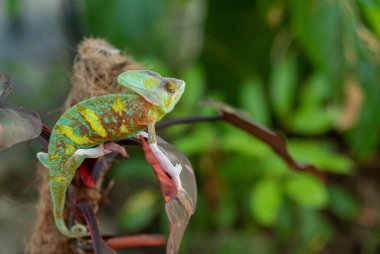 bukalemun bulanık arkaplanlı, predato