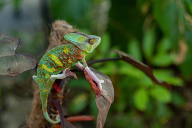 chameleon with blur background, predato