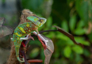 bukalemun bulanık arkaplanlı, predato