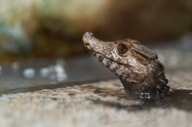 Timsah gözü, timsah, tehlikeli hayvan.