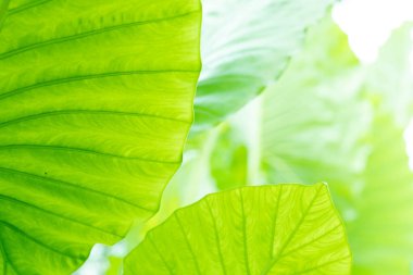 yeşil yapraklar duvar arkaplanı, yaprak duvar doğa arkaplanı