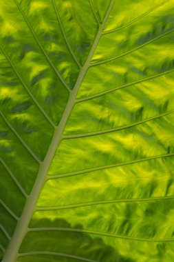 yeşil yapraklar duvar arkaplanı, yaprak duvar doğa arkaplanı