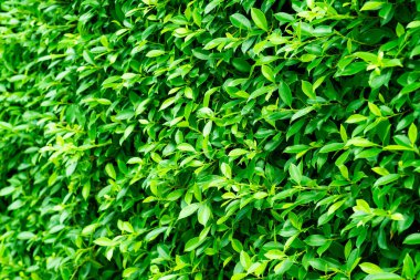 yeşil yapraklı duvar arkaplanı, yaprak duvarlı doğa sıralı
