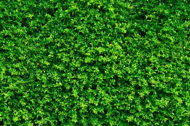 yeşil yapraklı duvar arkaplanı, yaprak duvarlı doğa sıralı