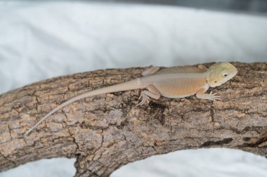 Sakallı ejderha bulanık sırtlı