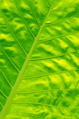 yeşil yapraklı duvar arkaplanı, yaprak duvarlı doğa sıralı