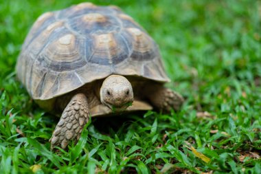 Sucata kaplumbağası.