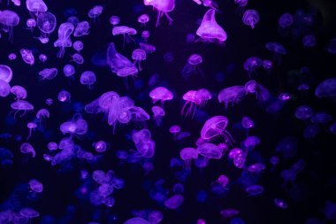 Akvaryumdaki denizanası, tehlikeli bir hayvan.