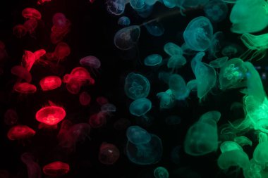 Akvaryumdaki denizanası, tehlikeli bir hayvan.