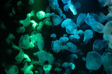 Akvaryumdaki denizanası, tehlikeli bir hayvan.