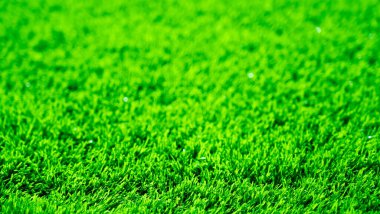 Yeşil çimen arkaplan, duvar kağıdı