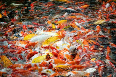 sazan balığı havuzu arka planı, renkli arka plan, süslü araba.