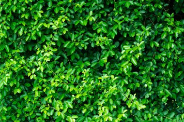 yeşil yapraklar duvar arkaplanı, yaprak duvar doğa arkaplanı