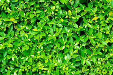 yeşil yapraklar duvar arkaplanı, yaprak duvar doğa arkaplanı