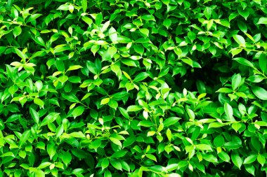 yeşil yapraklar duvar arkaplanı, yaprak duvar doğa arkaplanı