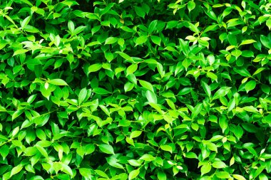 yeşil yapraklar duvar arkaplanı, yaprak duvar doğa arkaplanı