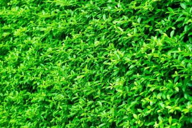 yeşil yapraklar duvar arkaplanı, yaprak duvar doğa arkaplanı