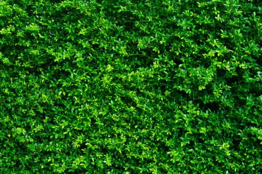 yeşil yapraklar duvar arkaplanı, yaprak duvar doğa arkaplanı