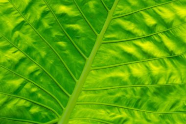 yeşil yapraklar duvar arkaplanı, yaprak duvar doğa arkaplanı