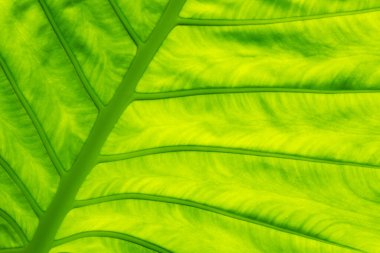 yeşil yapraklar duvar arkaplanı, yaprak duvar doğa arkaplanı