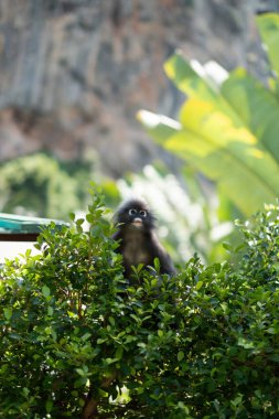 Ağaçtaki maymun, vahşi yaşam