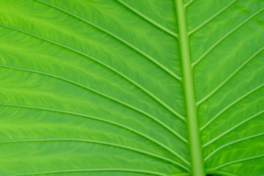 yeşil yapraklar duvar arkaplanı, yaprak duvar doğa arkaplanı