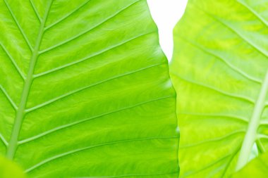 yeşil yapraklar duvar arkaplanı, yaprak duvar doğa arkaplanı