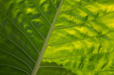 yeşil yapraklar duvar arkaplanı, yaprak duvar doğa arkaplanı