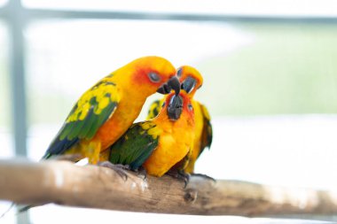 Yakın plan papağan, bulanık arka plan, doğa kuşu, papağan