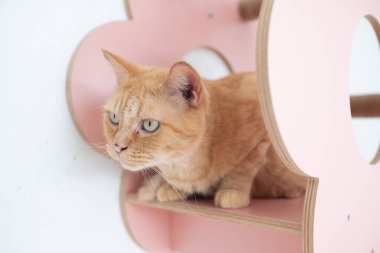 Kedi yerde uyuyor, sevimli hayvan.