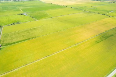 Pirinç tarlasının uçan insansız hava aracı yeşil desenli doğa arka planı, pirinç tarlası.